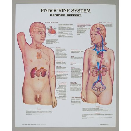 DENOYER-GEPPERT Charts/Posters, Endocrine Chart Mounted 1337-10